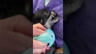 Экспресс-линька чихуахуа #viral #animal #собака #doglover #dog #happy