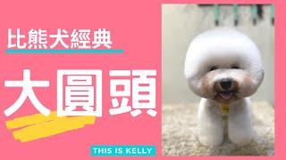 比熊犬的經典大圓頭｜凱莉老師 Groomer Kelly｜寵物美容教學｜Bichon Frise Pet Grooming