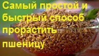 Самый простой и быстрый способ прорастить пшеницу