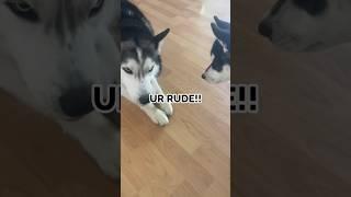 husky puppy gets SO MAD he YELLS at his brother!