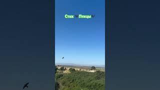 Стих «Птицы» #стихиожизни #поэзия #птицы #поэт #природа #калифорния‍⬛