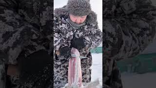 Stroganina. Chir Yakutia / Строганина. Чир Pandasakha