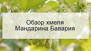 Обзор хмеля Мандарина Бавария