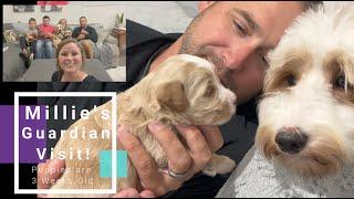 Petite Goldendoodles | Millie X Kevin | Millies Guardian Comes to Visit