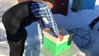 Как мы выставляем пчёл после зимовки - Влог 2