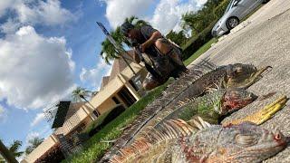 Iguana removals using the Gamo’s swarm Magnum gen2 with the Bone collector￼.￼