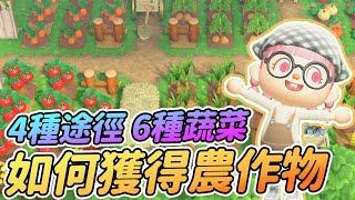 【Anny動森攻略】快速獲得所有農作物 | 4種途徑 6種蔬菜 【動物森友會】