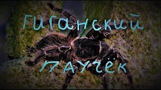 Lasiodora parahybana (Ласиодора парахибана)краткое описание и содержание!