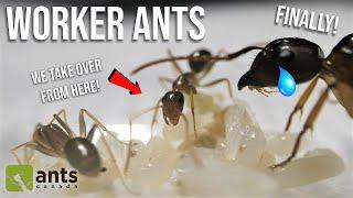 A Queen Ant REACTS To Her First Worker Ants