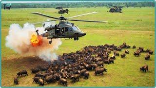 How Do American Hunters And Farmers Deal With Million Of Wild Boar By Helicopter And Hunting Dogs.