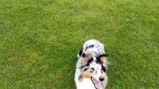 My Blue Merle Sheltie playing fetch
