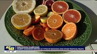 Growing Tropical Fruits and Bananas in Arizona
