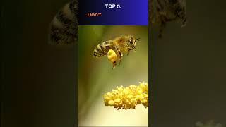 Top 10 Things You Should Never Do Around Bees