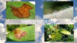 Ложная мучнистая роса на розах.