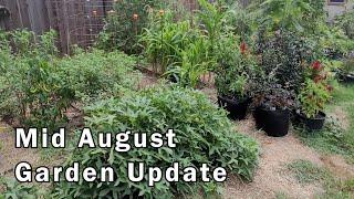 Mid August Garden Update - Still Lots Of Things Growing