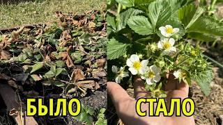 КЛУБНИКА весной, САМАЯ ВАЖНАЯ ПОДКОРМКА и обработка от вредителей и болезней за 1 раз