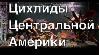 Как я подбирал рыб, аквариум, оборудование и декор для цихлидника Центральная Америка на 550 литров