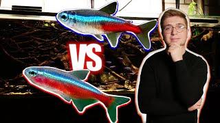 Néon bleu VS Cardinalis, quel poisson est le meilleur en aquarium ?