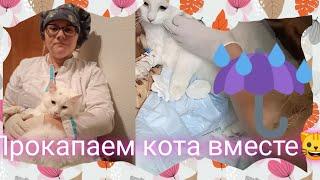 Внутривенная капельница кошке, на дому лайфхак