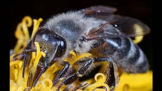 The Carpathian breed of bees or "Carpathian" is almost universal breed. for beekeeping