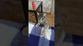 Играет и не боится