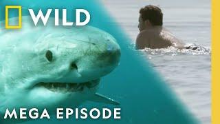 When Sharks Attack: Jaws of Terror | MEGA EPISODE | Nat Geo Animals