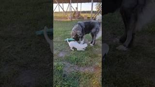 Минибулька Хрюша и кавказская овчарка Бэра!##alabai #puppy #caucasianshepherd #минибуль