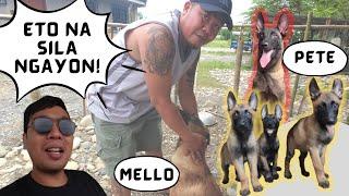 Vlog 117: UPDATE SA MGA ANAK NI BELLA | #belgianmalinois #bm #dalaman