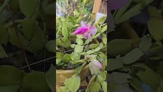 My Christmas cactus is blooming! #bloom #flower #cactus #beautiful #beauty #nature #garden