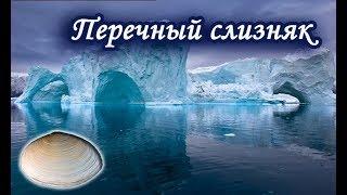 Перечный слизняк. Квест "Гренландский промысел". Русская Рыбалка 3.99.