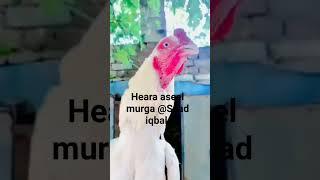 The Heara aseel murga and beautiful aseel murga @Saad iqbal #shows#shorts#viral#youtube#aseel#murga
