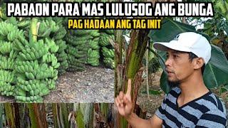 Pabaon organic fertilizer: Saging Cardava, rubber tree at Coconut. @GhaAgriTv