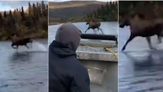 Moose Walk On Water Alongside Boat In Alaska