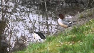 Common Mergansers