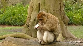 Monkey eating an apple 