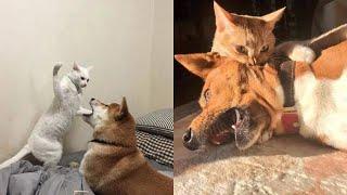 Best Funny Dogs And Cats Videos  - Funniest Animals Videos 2023 MEOW #19