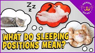 What Sleeping Positions Say About Your Cat