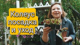 ПРЕКРАСНЫЕ КОЛЕУСЫ | ТОНКОСТИ ВЫРАЩИВАНИЯ | КОЛЕУСЫ ПОСАДКА И УХОД | Светлана Самойлова