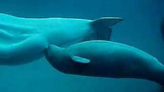 Beluga whale calf nursing