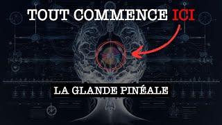 GLANDE PINÉALE : Explication Détaillée (j'aurais aimé savoir ça plus tôt)