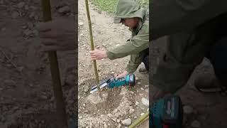 Дерево Павловния  Узбекистан