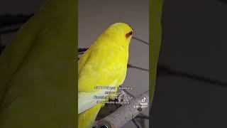 мой тгк:parrotsandlife#попугаи #какарики #машкаричи #волнистыйпопугай #крысогуля #кореллы