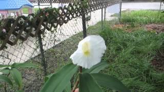 Cheilocostus speciosus: crepe paper ginger