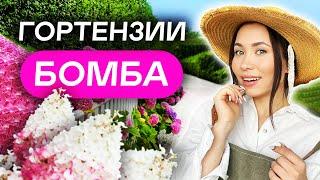 15 САМЫХ НЕПРИХОТЛИВЫХ гортензий для 6 соток