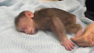 Cubis Monkey Gets Special Care From Auntie!