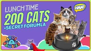How do we feed 200 rescued cats? 1001 PAWSIES - School of Heroes for Animals - For Kids!