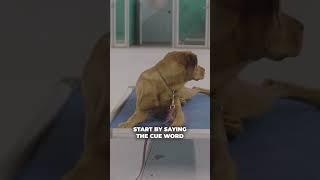 Proofing the Place Command: Step By Step (3/3) #dogtraining #dogtips #dogplace