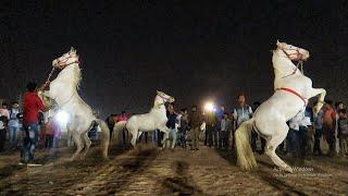 3 Horses Dancing  on Music Beat *Unbelievable*