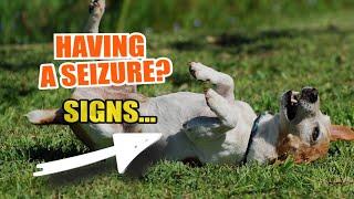  How to RECOGNIZE and TREAT a SEIZURE in your Dog