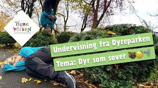 Undervisning fra Dyreparken: Dyr som sover 